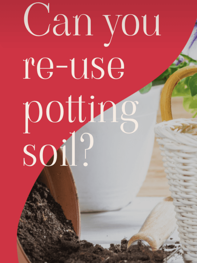 Can you use potting soil again?