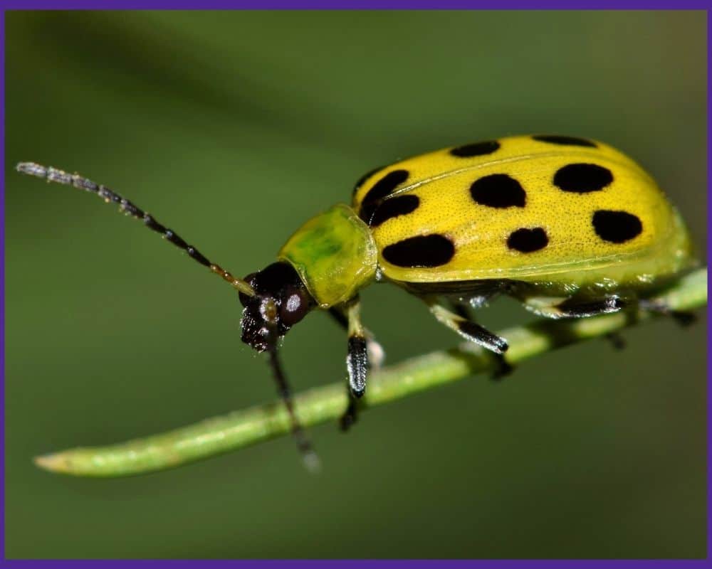 A close up of a yellow and black spotted cucumber beetle 
