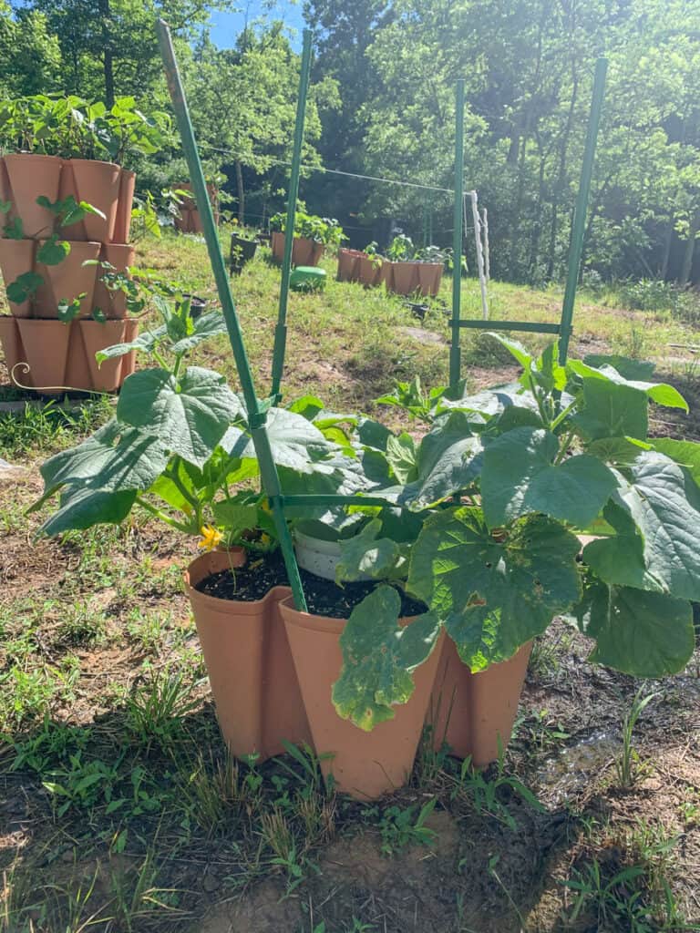 A container with growing cucumbers and a green trellis support