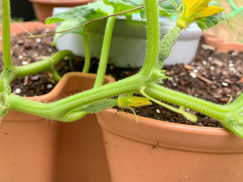 S cucumber fine with two small female flowers with miniature cucumbers at the base of each flower