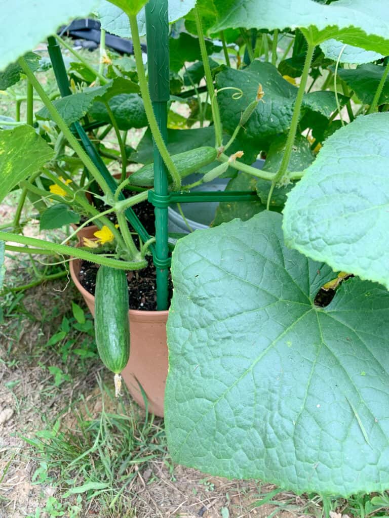 cucumber plats with fruit set growing in a terra cotta colored container