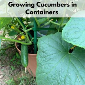 Text overlay "growing cucumbers in containers" over an image of a cucumber with fruit set growing in a plastic container