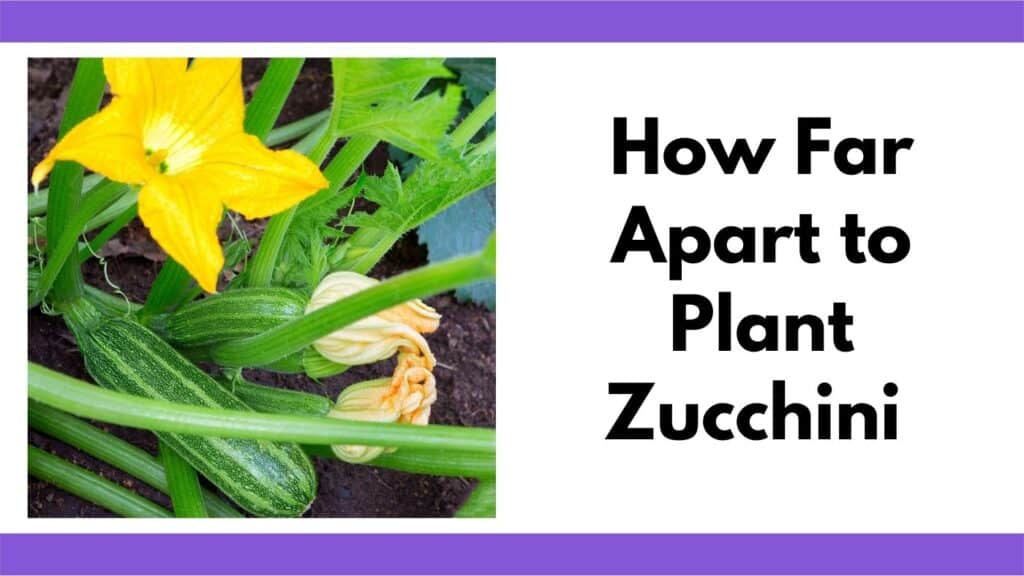 Text "how far apart to plan zucchini" next to a picture of a zucchini plant with fruit and blossoms 