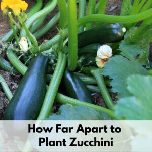 text overlay "how far apart to plant zucchini" over a close up of a black beauty zucchini plant