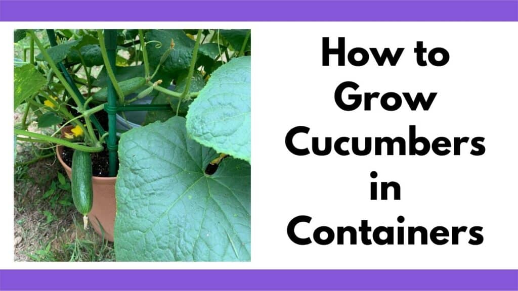 Text "how to grow cucumbers in containers" next to an image of a cucumber plant with fruit in a container.