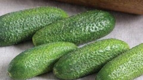 Image for Adam Gherkin Organic Cucumber Seeds 