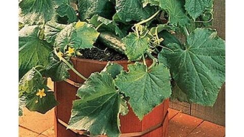 Image for Salad Bush F1 Hybrid Cucumber Seeds