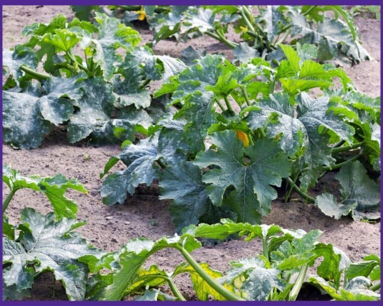 How Far Apart to Plant Zucchini Together Time Family