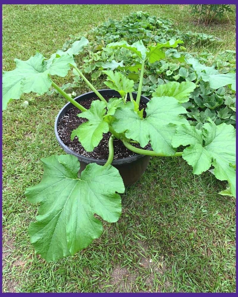 A zucchini plant growing in a large pot in a yard. Sweet potatoes and cassava are visible in the background.