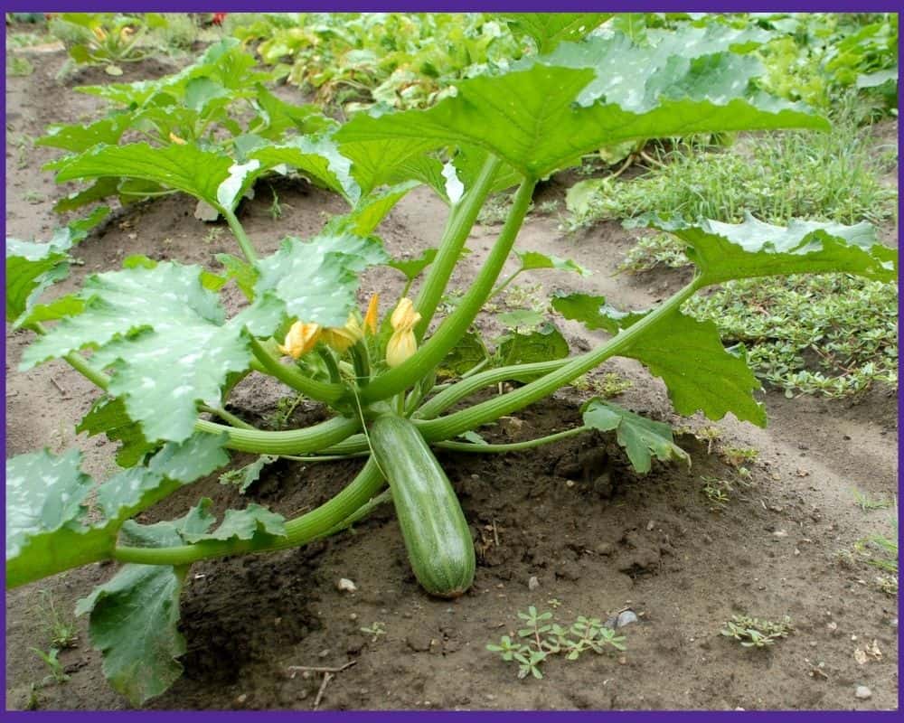 A zucchini plant in a raised garden bed withotu sides.