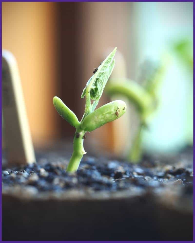 A been seedling sprouting in a biodegradable pot