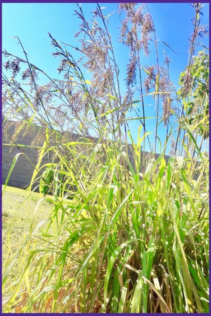 A large, backlight stand of citronella grass with seed heads