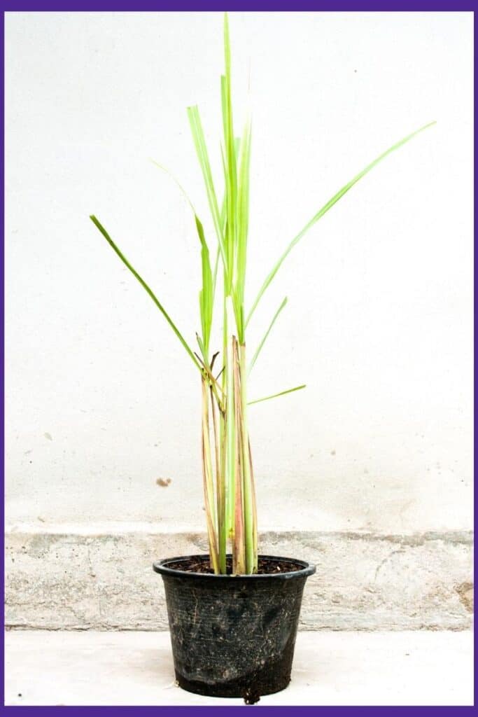 Citronella grass transplanted into a small container