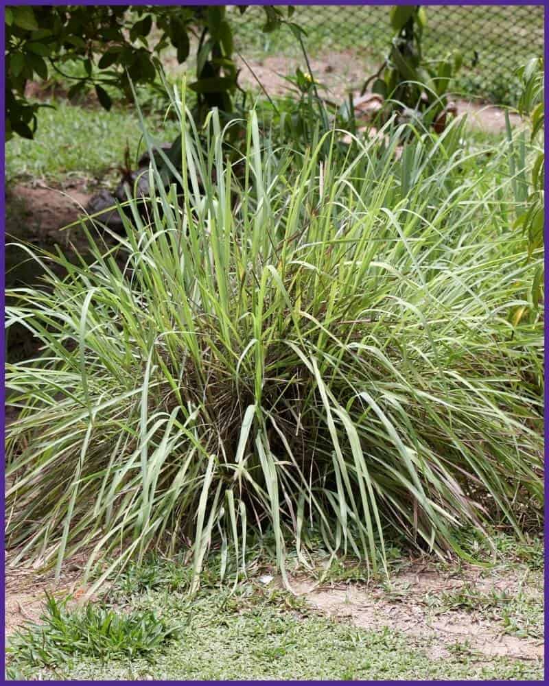 A large stand of citronella grass