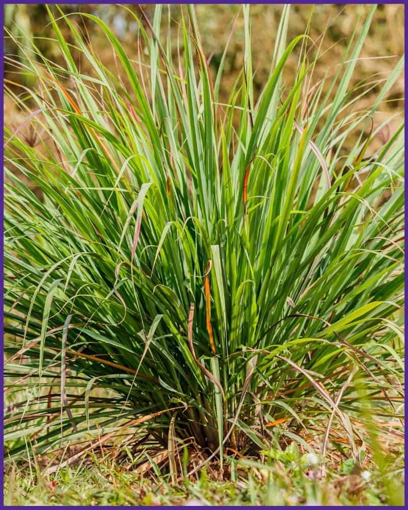 A clump of citronella grass growing outside