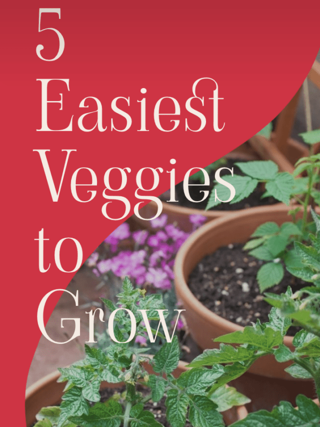 5 Easy Vegetables to Grow