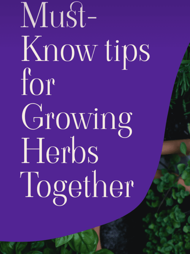Tips for Growing Herbs Together