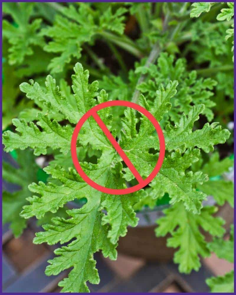 A close up of geranium citronella with a red "no" sign through the center.