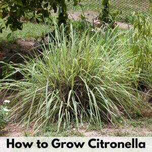 text overlay "how to grow citronella" over a clump of citronella grass