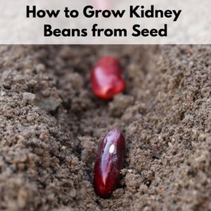 text overlay "how to grow kidney beans from seed" over an image with two red kidney bean seeds in the soil