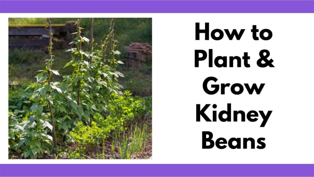 Text "How to plant and grow kidney beans" with an image of a row of trellised beans growing in a garden