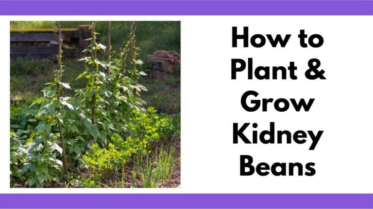 Growing Kidney Beans - How to Plant & Grow Kidney Beans - Together Time ...