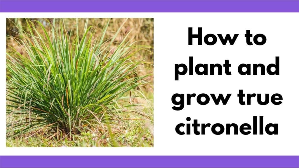 Text :how to plant and grow true citronella" next to a clump of citronella grass