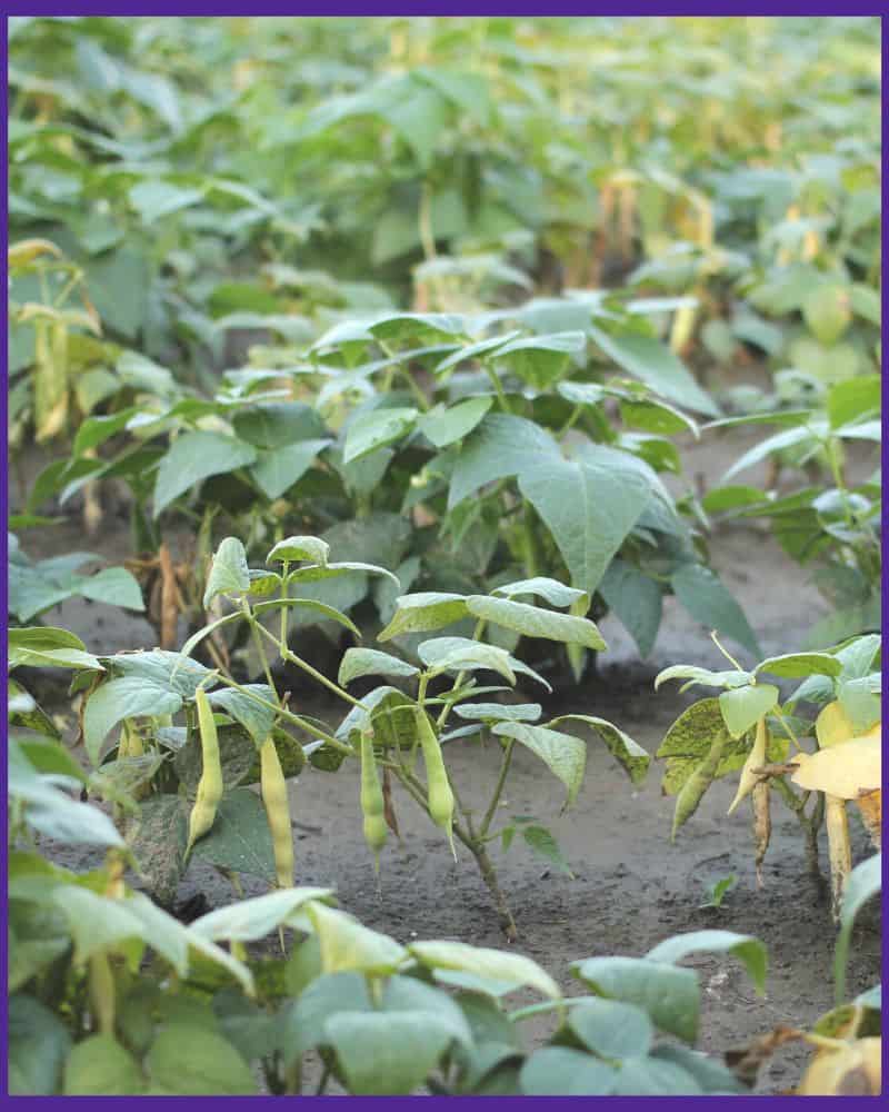 Bush style kidney bean plants growing in a garden