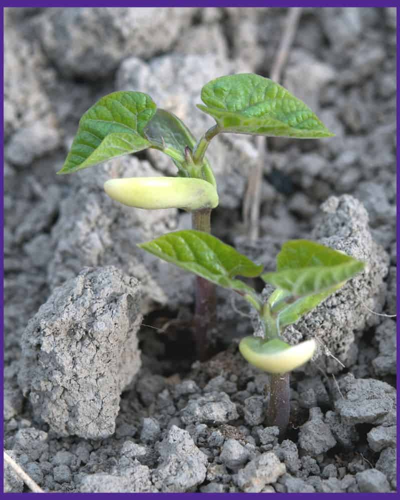 Two kidney bean seedlings sprouting from the ground