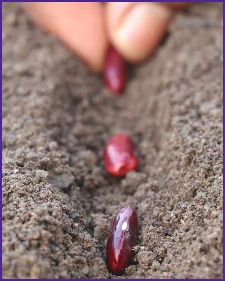 Growing Kidney Beans How to Plant & Grow Kidney Beans Together Time