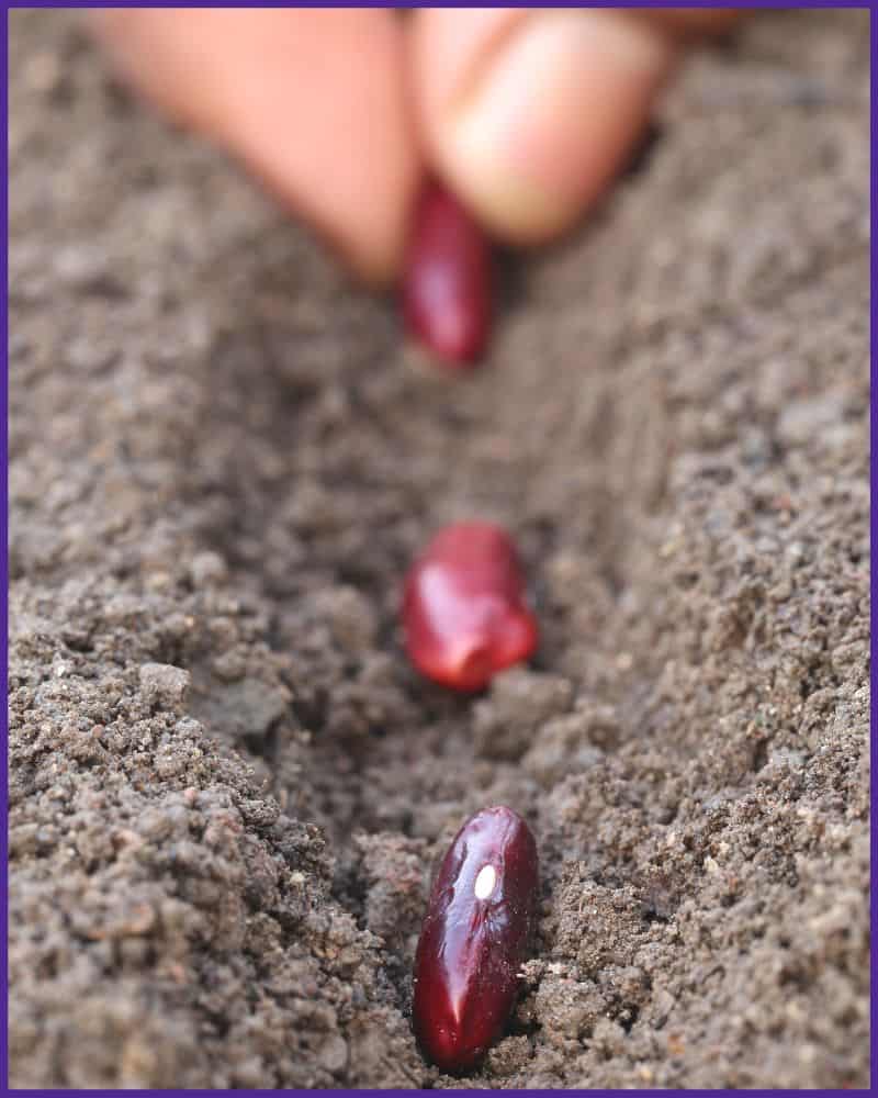 A row of three kidney bean seeds being placed in soil