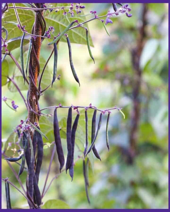 Growing Kidney Beans How to Plant & Grow Kidney Beans Together Time