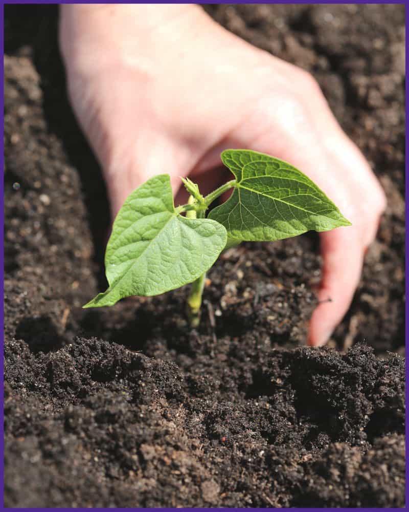 A hand transplanting a bean seedling into a garden