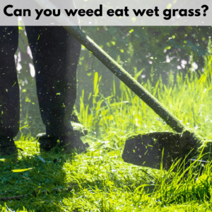 Text reads, "Can you weed eat wet grass?" Below the text is a photo of a person cutting tall green grass with a weed eater. The person is wearing black pants and the grass debris is flying through the air. The photo is backlit and the background is of dark woods.