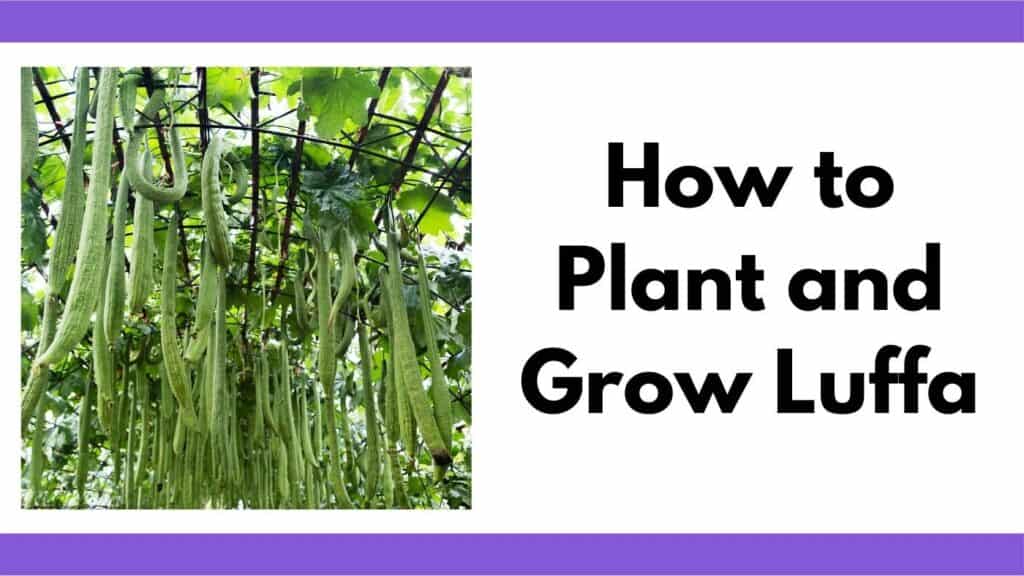 Text "how to plant and grow luffa" next to an image of luffa gourds hanging from a trellis