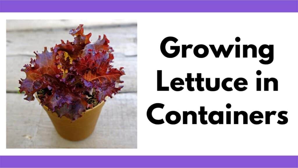 text "growing lettuce in containers" next to red leaf lettuce in a clay pot