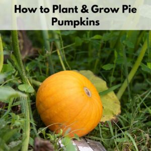 text overlay "how to plant and grow pie pumpkins" over a picture of a pie pumpkin on a vine