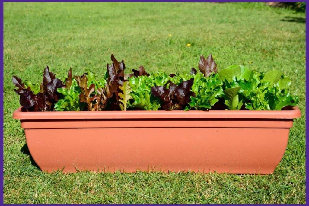 lettuce growing in a window box planter