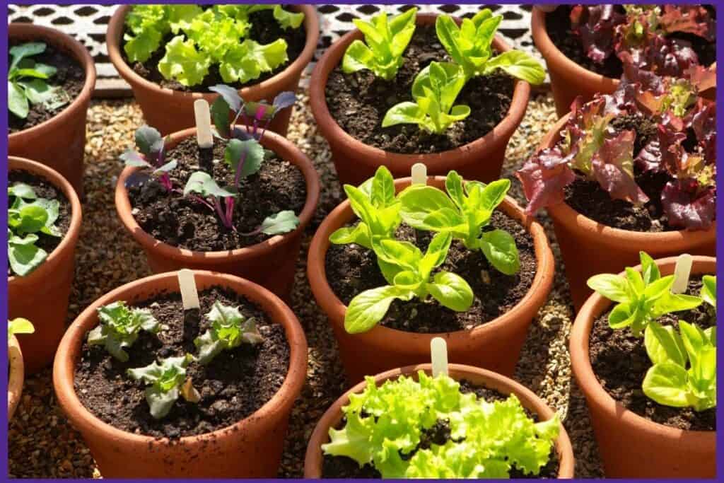 Lettuce seedlings in clay pots