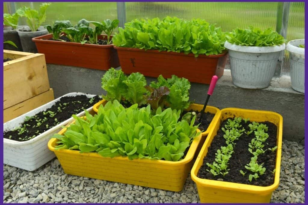 lettuce growing in a variety of shallow continers 