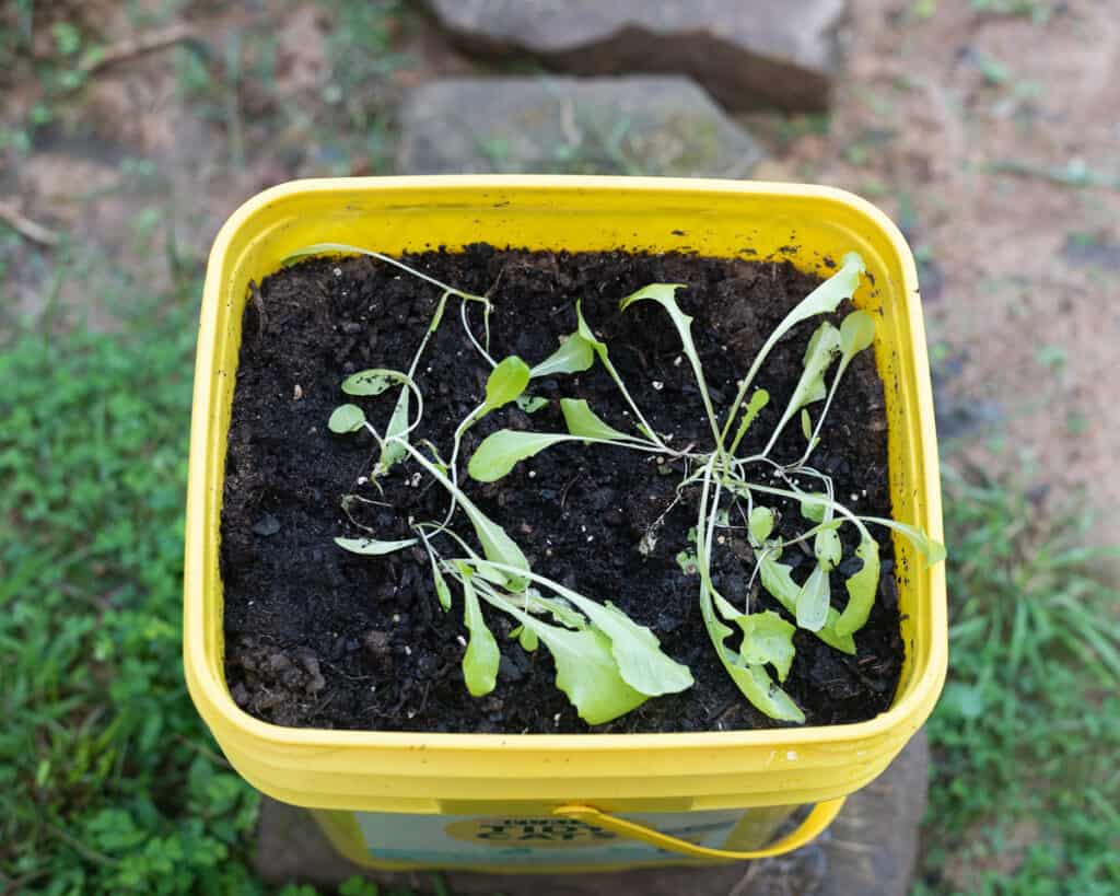 lettuce seedlings in a yellow kitty litter bucket