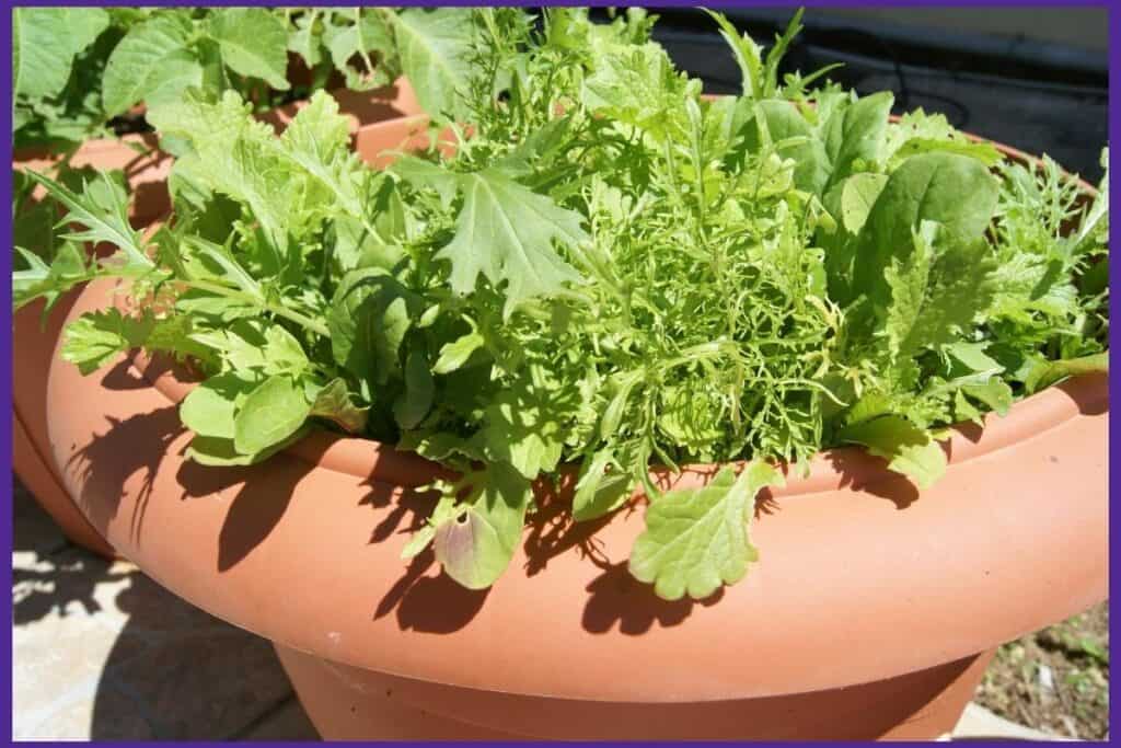 small lettuce plants in a large terra cotta colored pot