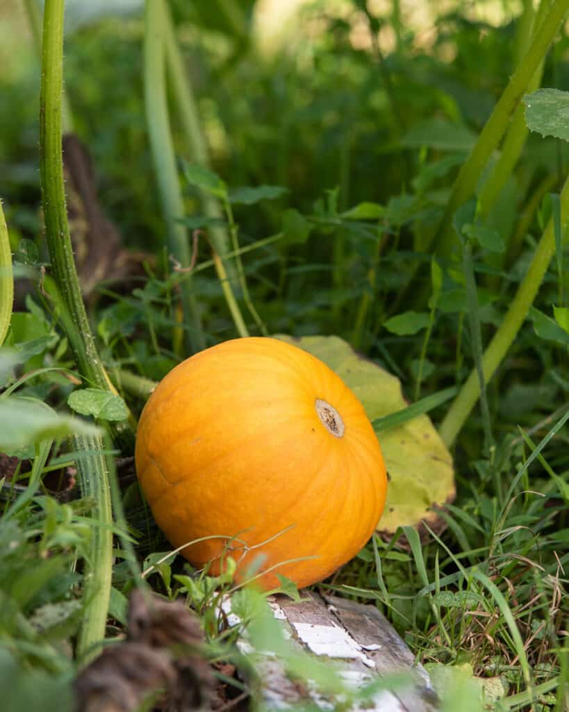 A pie pumpkin growing on a vine
