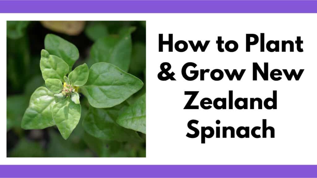 Text "how to plant and grow New Zealand Spinach" next to a seedling
