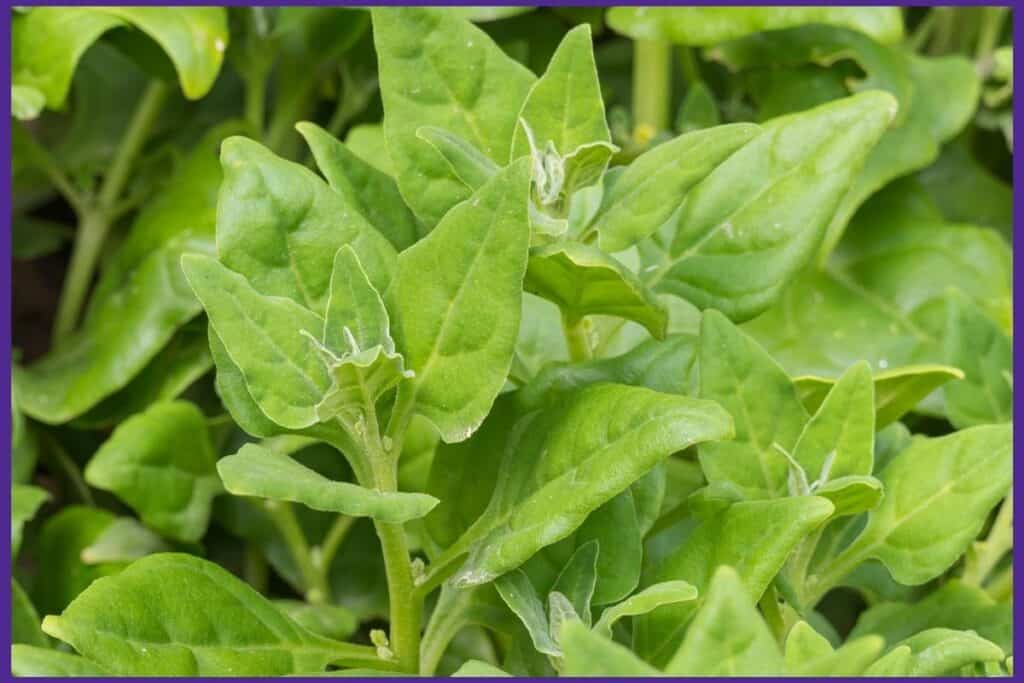 New Zealand spinach plants growing