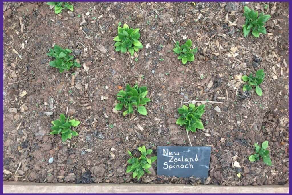 New Zealand Spinach seedlings in a bed with mulch