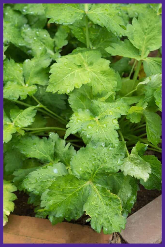 Mitsuba growing in a brick edged garden bed