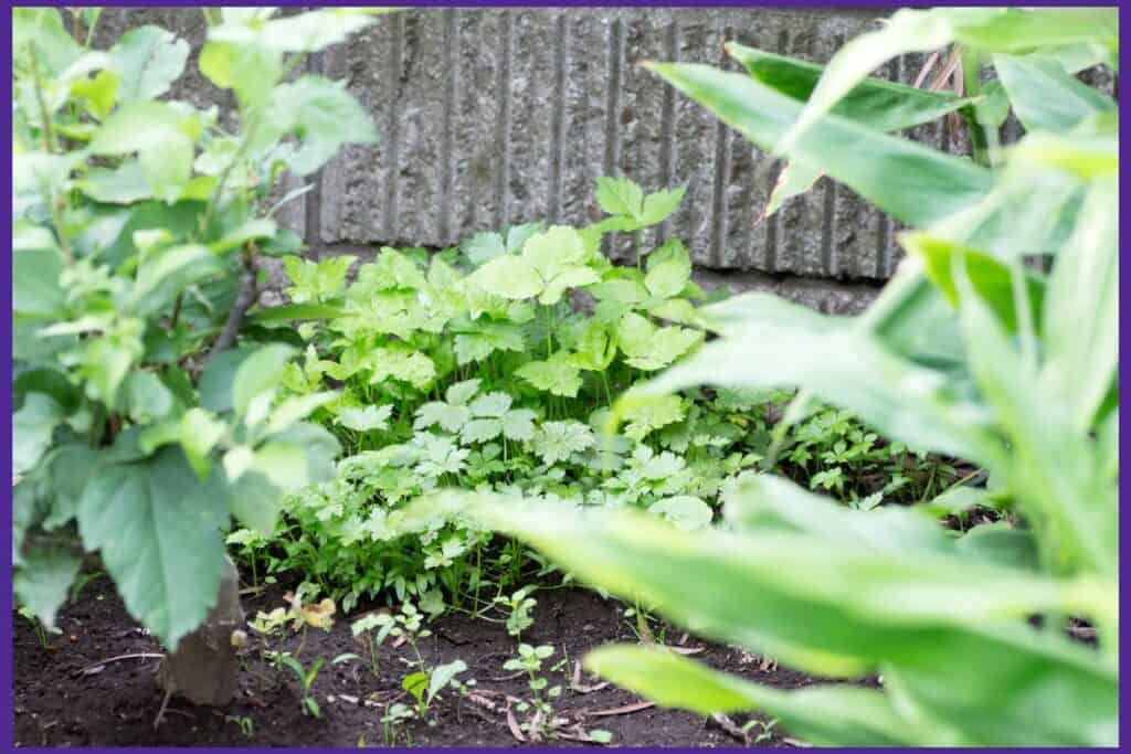 mitsuba growing near a wall