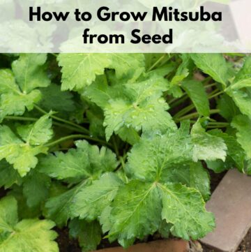 text overlay "how to grow mitsuba from seed" over a picture of mitsuba growing