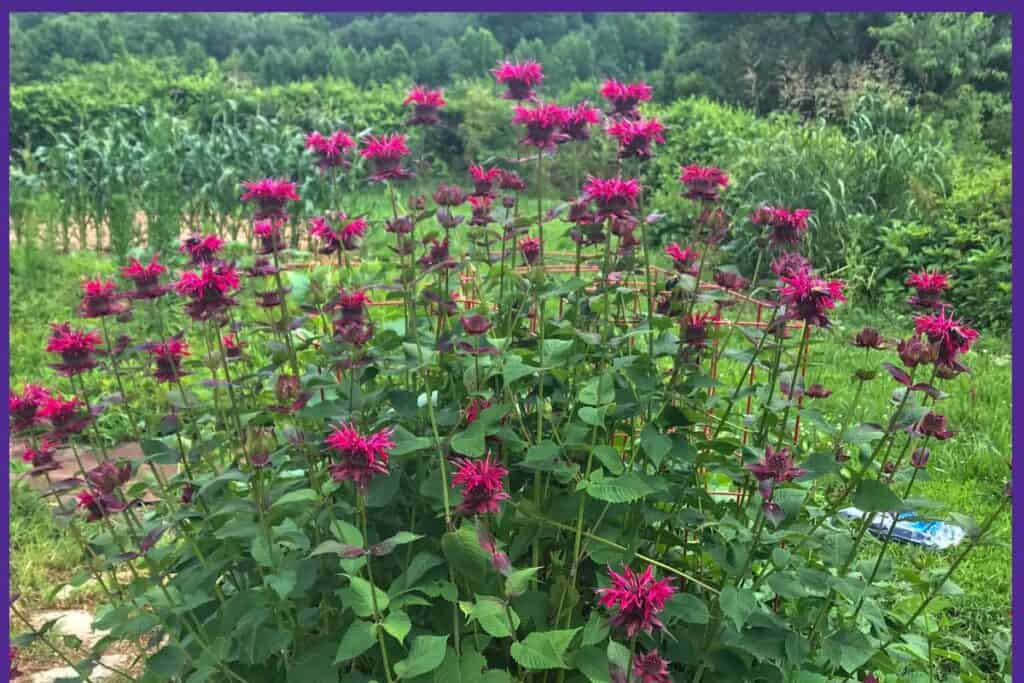 A large bee balm plant in full bloom